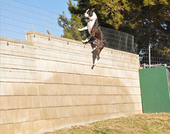 Most pit bulls can easily jump a 6-8 foot fence